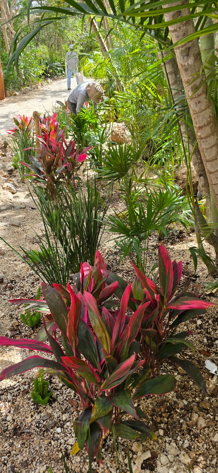 servicios de Mayan Garden